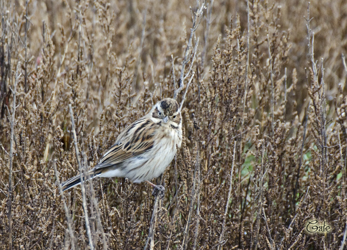 Migliarini di palude